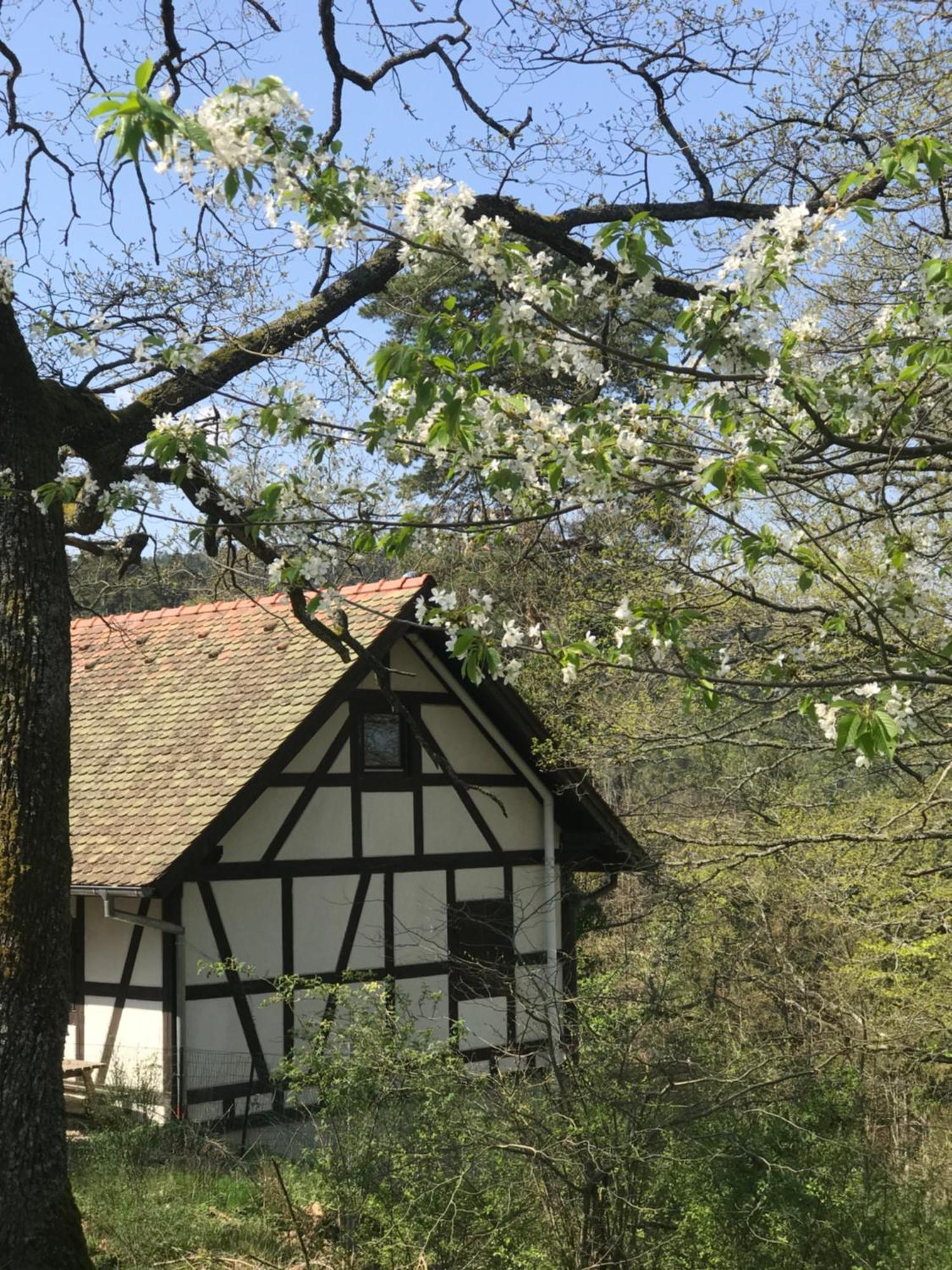 Logis Du Haut-Koenigsbourg Танненкірш Номер фото